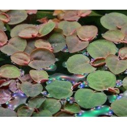 Christmas Moss Tropica 1-2 Grow EASY at Shrimp Cove UK buy now. Freshwater Shrimp Caridina Shrimp snails