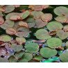 Christmas Moss Tropica 1-2 Grow EASY at Shrimp Cove UK buy now. Freshwater Shrimp Caridina Shrimp snails