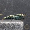 Blue Snowflake Premium Caridina Shrimp UK buy now at Shrimp Cove, next day delivery