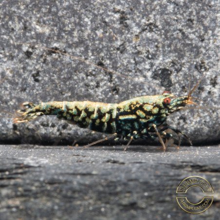 Blue Snowflake Premium Caridina Shrimp UK buy now at Shrimp Cove, next day delivery