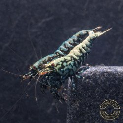 Blue Snowflake Premium Caridina Shrimp UK buy now at Shrimp Cove, next day delivery