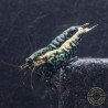 Blue Snowflake Premium Caridina Shrimp UK buy now at Shrimp Cove, next day delivery
