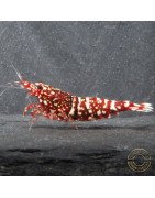 Red Snow Tiger premium Caridina Shrimp HWA Genetics buy now at Shrimp Cove next day delivery premium shrimp UK