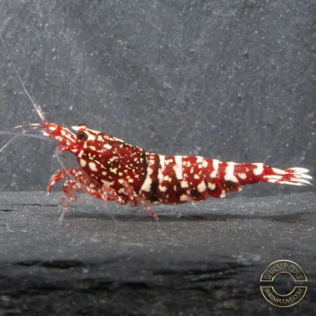 Red Snow Tiger premium Caridina Shrimp HWA Genetics buy now at Shrimp Cove next day delivery premium shrimp UK