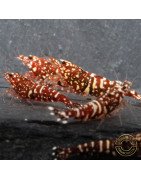Red Snow Tiger premium Caridina Shrimp HWA Genetics buy now at Shrimp Cove next day delivery premium shrimp UK