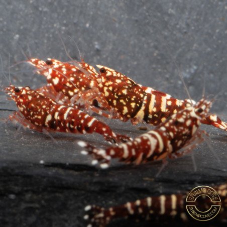 Red Snow Tiger premium Caridina Shrimp HWA Genetics buy now at Shrimp Cove next day delivery premium shrimp UK