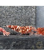 Red Snow Tiger premium Caridina Shrimp HWA Genetics buy now at Shrimp Cove next day delivery premium shrimp UK