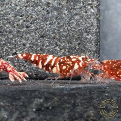 Red Snow Tiger premium Caridina Shrimp HWA Genetics buy now at Shrimp Cove next day delivery premium shrimp UK