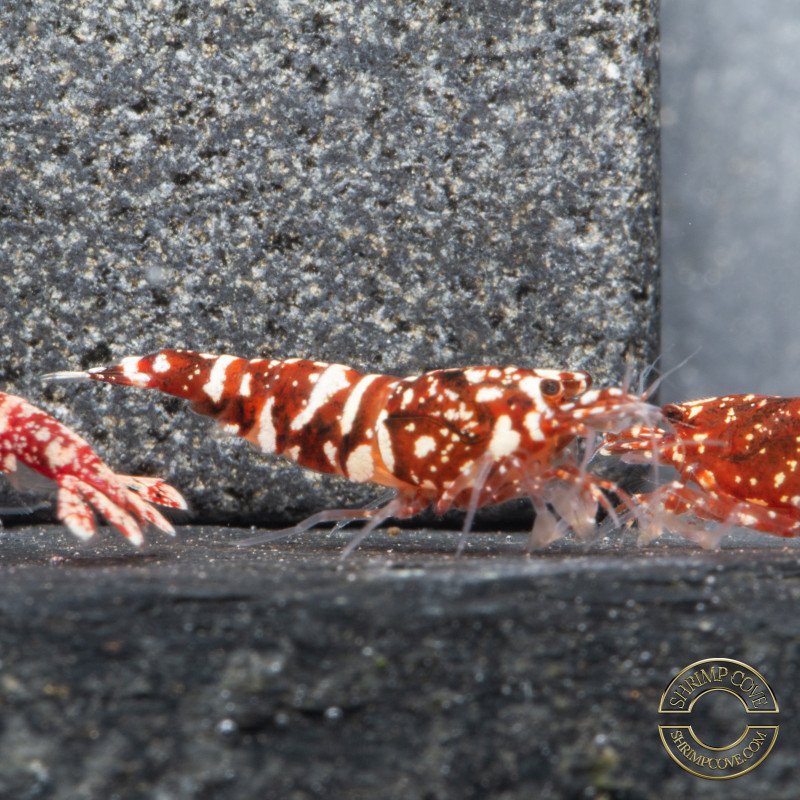 Red Snow Tiger premium Caridina Shrimp HWA Genetics buy now at