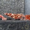 Red Snow Tiger premium Caridina Shrimp HWA Genetics buy now at Shrimp Cove next day delivery premium shrimp UK