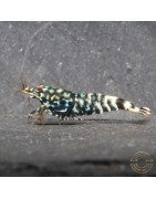 Black Snow Tiger premium Caridina Shrimp buy now at Shrimp Cove next day delivery premium shrimp UK