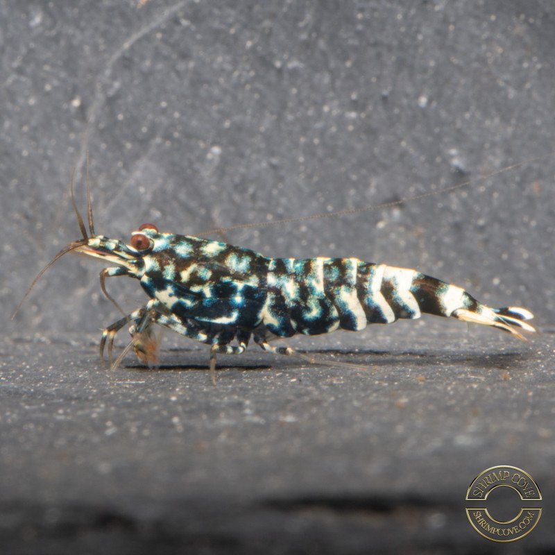 Black Snow Tiger premium Caridina Shrimp buy now at Shrimp Cove next day delivery premium shrimp UK