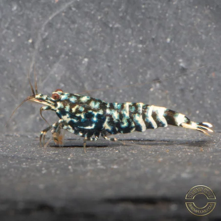 Black Snow Tiger premium Caridina Shrimp buy now at Shrimp Cove next day delivery premium shrimp UK