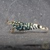 Black Snow Tiger premium Caridina Shrimp buy now at Shrimp Cove next day delivery premium shrimp UK