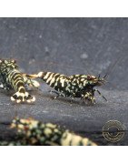 Black Snow Tiger premium Caridina Shrimp buy now at Shrimp Cove next day delivery premium shrimp UK