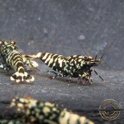 Black Snow Tiger premium Caridina Shrimp buy now at Shrimp Cove next day delivery premium shrimp UK