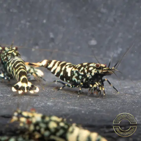 Black Snow Tiger premium Caridina Shrimp buy now at Shrimp Cove next day delivery premium shrimp UK