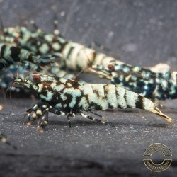 Black Snow Tiger premium Caridina Shrimp buy now at Shrimp Cove next day delivery premium shrimp UK