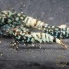 Black Snow Tiger premium Caridina Shrimp buy now at Shrimp Cove next day delivery premium shrimp UK