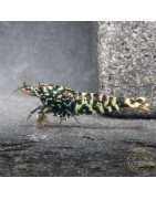 Black Snow Tiger premium Caridina Shrimp buy now at Shrimp Cove next day delivery premium shrimp UK