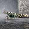 Black Snow Tiger premium Caridina Shrimp buy now at Shrimp Cove next day delivery premium shrimp UK