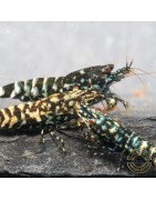 Black Snow Tiger premium Caridina Shrimp buy now at Shrimp Cove next day delivery premium shrimp UK