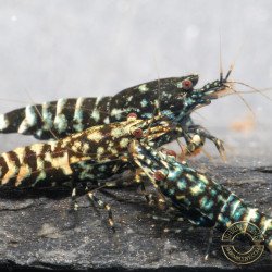 Black Snow Tiger premium Caridina Shrimp buy now at Shrimp Cove next day delivery premium shrimp UK