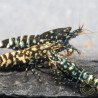 Black Snow Tiger premium Caridina Shrimp buy now at Shrimp Cove next day delivery premium shrimp UK