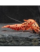 Pink Base Red Boa Caridina Shrimp Elegant & intricate Aquarium Beauty, Shrimp Cove you first place to go for freshwater shrimp