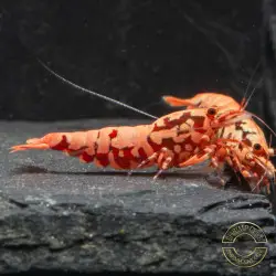 Pink Base Red Boa Caridina Shrimp Elegant & intricate Aquarium Beauty, Shrimp Cove you first place to go for freshwater shrimp