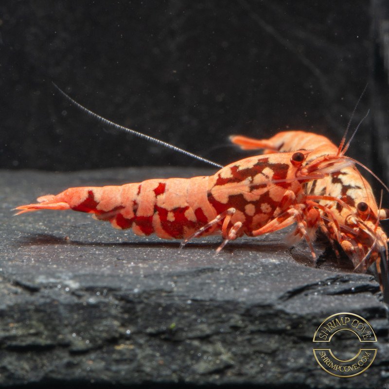 Pink Base Red Boa Caridina Shrimp Elegant & intricate Aquarium Beauty, Shrimp Cove you first place to go for freshwater shrimp