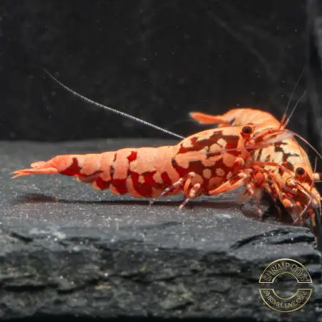 Pink Base Red Boa Caridina Shrimp Elegant & intricate Aquarium Beauty, Shrimp Cove you first place to go for freshwater shrimp