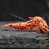 Pink Base Red Boa Caridina Shrimp Elegant & intricate Aquarium Beauty, Shrimp Cove you first place to go for freshwater shrimp