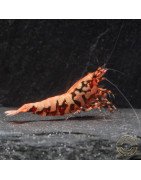 Pink Base Red Boa Caridina Shrimp Elegant & intricate Aquarium Beauty, Shrimp Cove you first place to go for freshwater shrimp