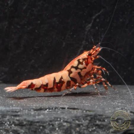 Pink Base Red Boa Caridina Shrimp Elegant & intricate Aquarium Beauty, Shrimp Cove you first place to go for freshwater shrimp