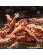 Pink Base Red Boa Caridina Shrimp Elegant & intricate Aquarium Beauty, Shrimp Cove you first place to go for freshwater shrimp