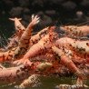 Pink Base Red Boa Caridina Shrimp Elegant & intricate Aquarium Beauty, Shrimp Cove you first place to go for freshwater shrimp