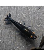 Orange Eye Black Devil Caridina shrimp at Shrimp Cove UK