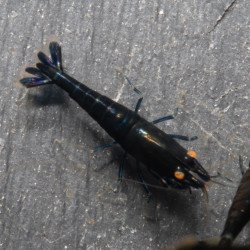 Orange Eye Black Devil Caridina shrimp at Shrimp Cove UK