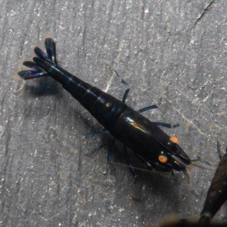 Orange Eye Black Devil Caridina shrimp at Shrimp Cove UK