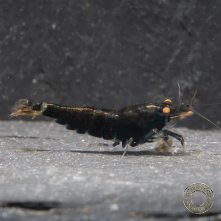 Orange Eye Black Devil Caridina shrimp at Shrimp Cove UK