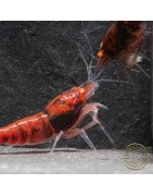 Orange Eye Red Devil Shrimp at Shrimp Cove buy now OE