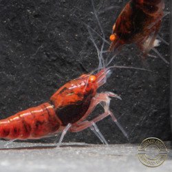 Orange Eye Red Devil Shrimp at Shrimp Cove buy now OE