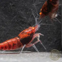 Orange Eye Red Devil Shrimp at Shrimp Cove buy now
