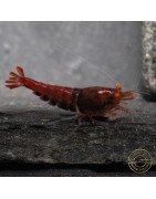 Orange Eye Red Devil Shrimp at Shrimp Cove buy now OE