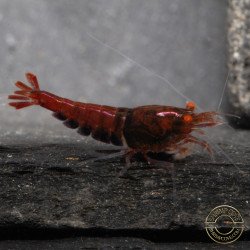 Orange Eye Red Devil Shrimp at Shrimp Cove buy now
