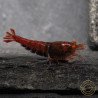 Orange Eye Red Devil Shrimp at Shrimp Cove buy now