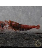 Orange Eye Red Devil Shrimp at Shrimp Cove buy now OE