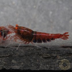 Orange Eye Red Devil Shrimp at Shrimp Cove buy now