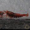 Orange Eye Red Devil Shrimp at Shrimp Cove buy now